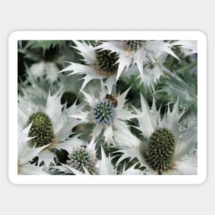 Eryngium giganteum 'Silver Ghost' giant sea holly and a bee Sticker